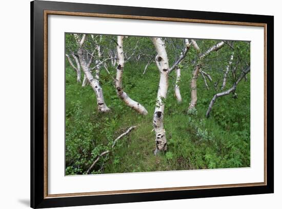 Birch Forest in Iceland-Paul Souders-Framed Photographic Print