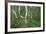 Birch Forest in Iceland-Paul Souders-Framed Photographic Print