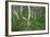 Birch Forest in Iceland-Paul Souders-Framed Photographic Print