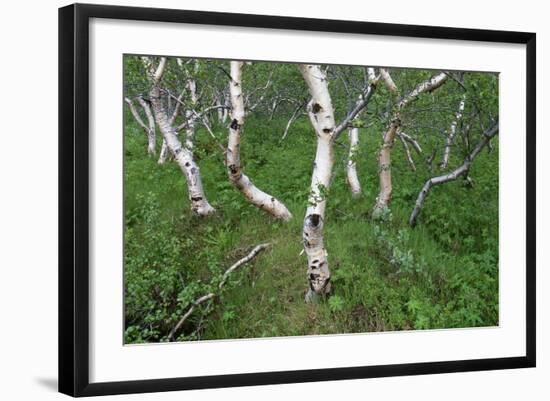 Birch Forest in Iceland-Paul Souders-Framed Photographic Print