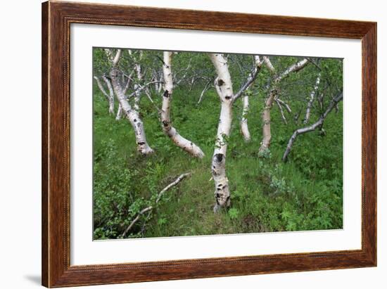 Birch Forest in Iceland-Paul Souders-Framed Photographic Print