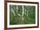 Birch Forest in Iceland-Paul Souders-Framed Photographic Print