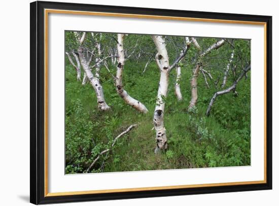 Birch Forest in Iceland-Paul Souders-Framed Photographic Print