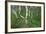 Birch Forest in Iceland-Paul Souders-Framed Photographic Print