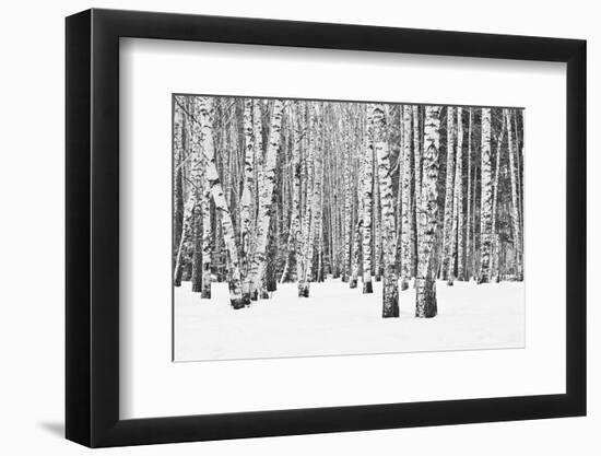 Birch forest in winter-null-Framed Art Print