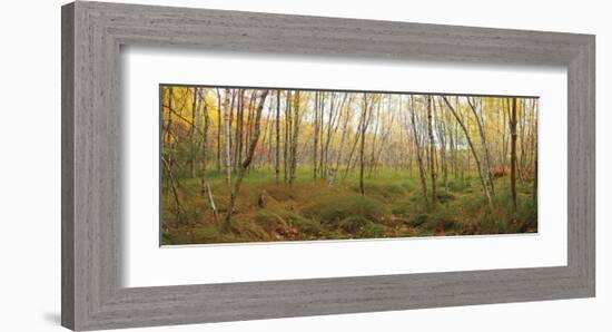 Birch Forest Panorama-Michael Hudson-Framed Art Print