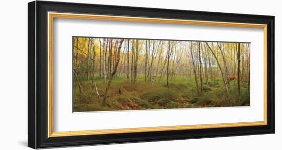 Birch Forest Panorama-Michael Hudson-Framed Art Print