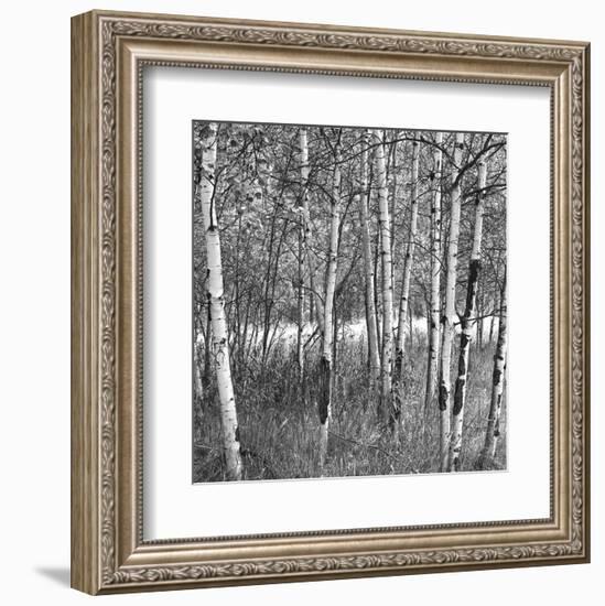 Birch Forest-Erin Clark-Framed Art Print