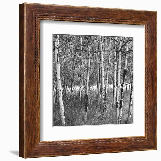 Birch Forest-Erin Clark-Framed Art Print