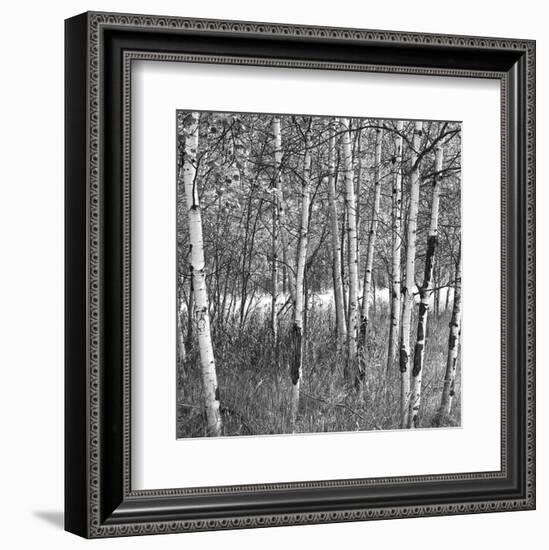 Birch Forest-Erin Clark-Framed Art Print