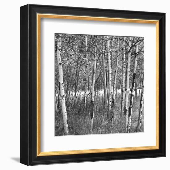 Birch Forest-Erin Clark-Framed Art Print