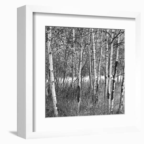 Birch Forest-Erin Clark-Framed Art Print