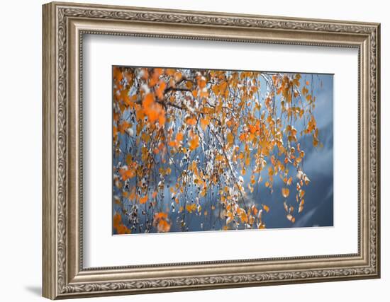 Birch Forks after Winter Burglary-Ludwig Mallaun-Framed Photographic Print