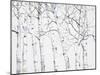 Birch Grove 1-Hope Smith-Mounted Art Print