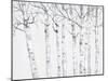 Birch Grove 2-Hope Smith-Mounted Art Print