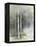 Birch Grove II-Avery Tillmon-Framed Stretched Canvas