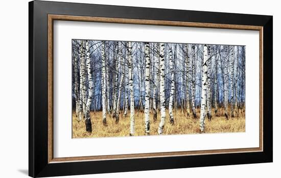 Birch grove in autumn-Oleg Znamenskiy-Framed Art Print