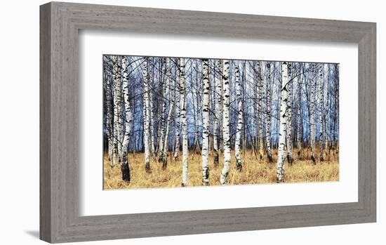 Birch grove in autumn-Oleg Znamenskiy-Framed Art Print