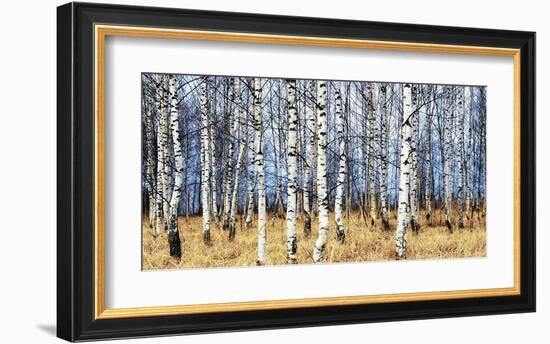 Birch grove in autumn-Oleg Znamenskiy-Framed Art Print