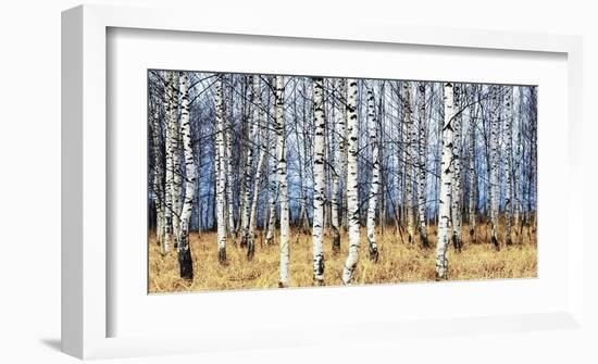 Birch grove in autumn-Oleg Znamenskiy-Framed Art Print