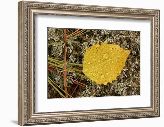 Birch leaf and pine needles on Reindeer Moss, Pictured Rocks National Lakeshore, Michigan.-Adam Jones-Framed Photographic Print