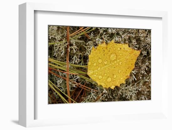Birch leaf and pine needles on Reindeer Moss, Pictured Rocks National Lakeshore, Michigan.-Adam Jones-Framed Photographic Print