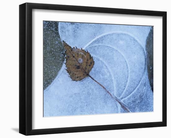 Birch Leaf Caught in Frozen Pond, Almer Lake, Bavaria, Germany-Martin Gabriel-Framed Photographic Print