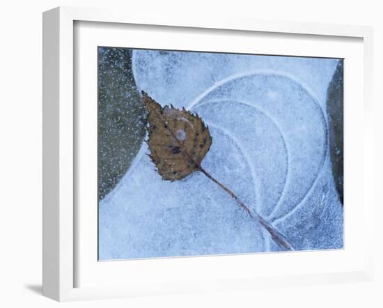 Birch Leaf Caught in Frozen Pond, Almer Lake, Bavaria, Germany-Martin Gabriel-Framed Photographic Print