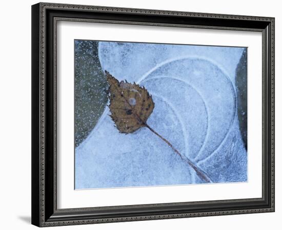 Birch Leaf Caught in Frozen Pond, Almer Lake, Bavaria, Germany-Martin Gabriel-Framed Photographic Print