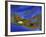 Birch Leaf in River Current with Autumn and Sky Reflections, Upper Peninsula, Michigan, USA-Mark Carlson-Framed Photographic Print