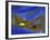 Birch Leaf in River Current with Autumn and Sky Reflections, Upper Peninsula, Michigan, USA-Mark Carlson-Framed Photographic Print