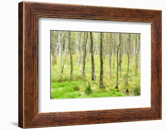 birch mire forest on the Müritz National Park, autumn, double exposure with picturesque effect, Mec-Andreas Vitting-Framed Photographic Print