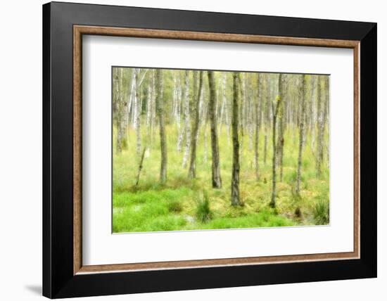 birch mire forest on the Müritz National Park, autumn, double exposure with picturesque effect, Mec-Andreas Vitting-Framed Photographic Print