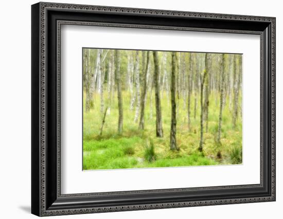 birch mire forest on the Müritz National Park, autumn, double exposure with picturesque effect, Mec-Andreas Vitting-Framed Photographic Print