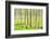 birch mire forest on the Müritz National Park, autumn, double exposure with picturesque effect, Mec-Andreas Vitting-Framed Photographic Print