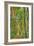 Birch over the Trail-Robert Goldwitz-Framed Photographic Print