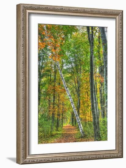 Birch over the Trail-Robert Goldwitz-Framed Photographic Print