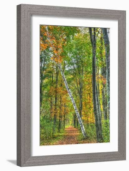 Birch over the Trail-Robert Goldwitz-Framed Photographic Print