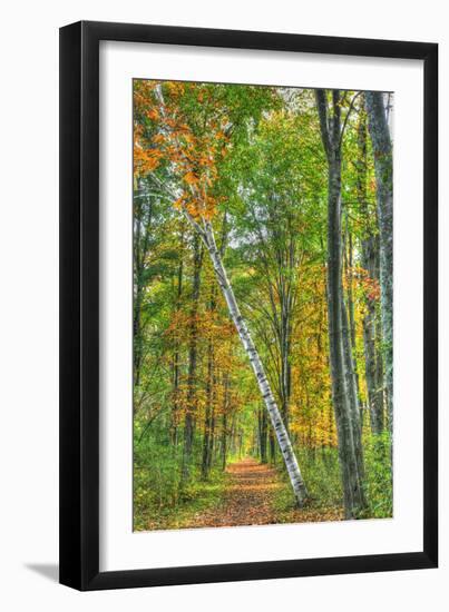 Birch over the Trail-Robert Goldwitz-Framed Photographic Print