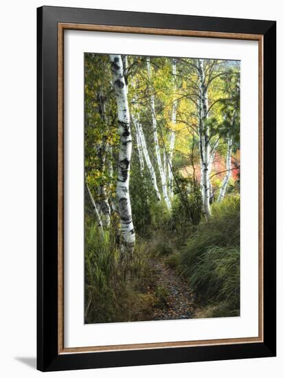 Birch Path III-Danny Head-Framed Art Print