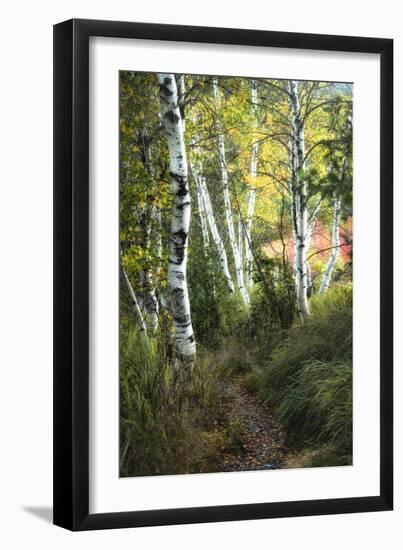 Birch Path III-Danny Head-Framed Art Print