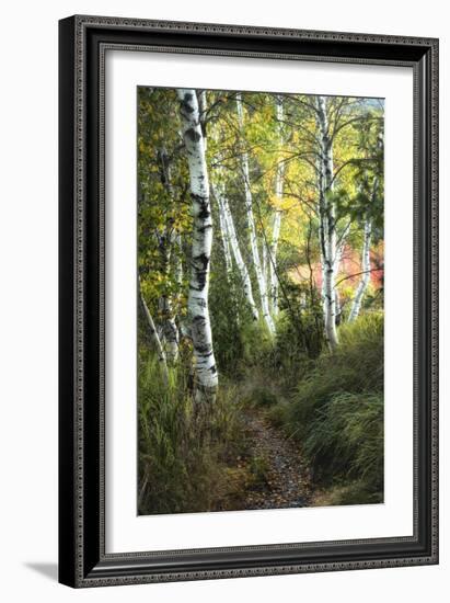 Birch Path III-Danny Head-Framed Art Print