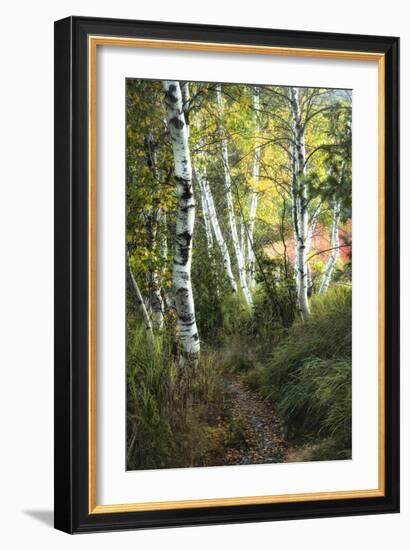 Birch Path III-Danny Head-Framed Art Print