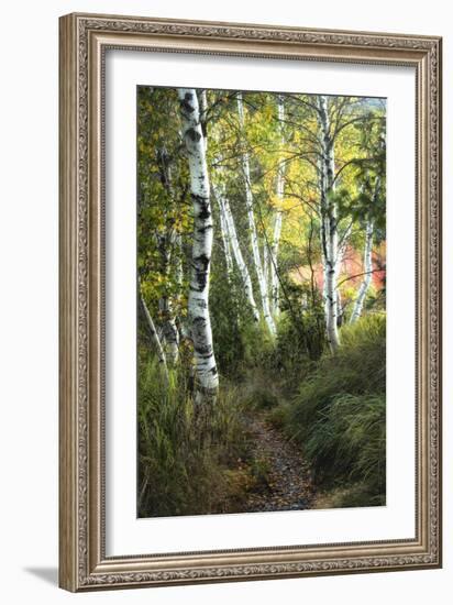 Birch Path III-Danny Head-Framed Premium Giclee Print