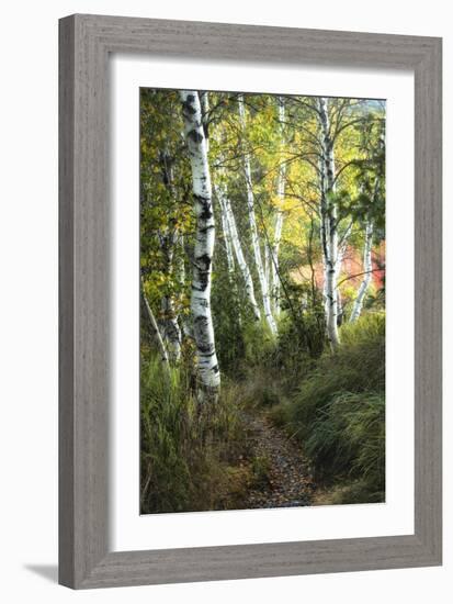 Birch Path III-Danny Head-Framed Premium Giclee Print