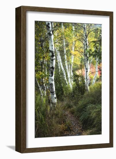 Birch Path III-Danny Head-Framed Premium Giclee Print