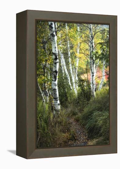 Birch Path III-Danny Head-Framed Stretched Canvas