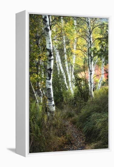 Birch Path III-Danny Head-Framed Stretched Canvas