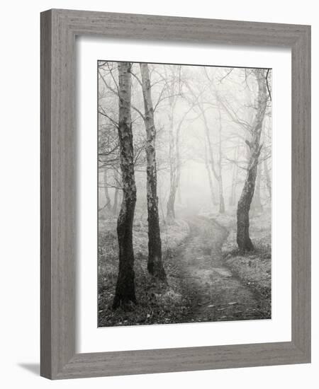 Birch Path-Craig Roberts-Framed Photographic Print