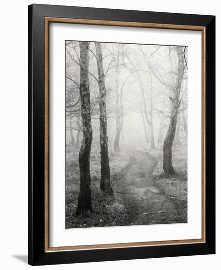 Birch Path-Craig Roberts-Framed Photographic Print